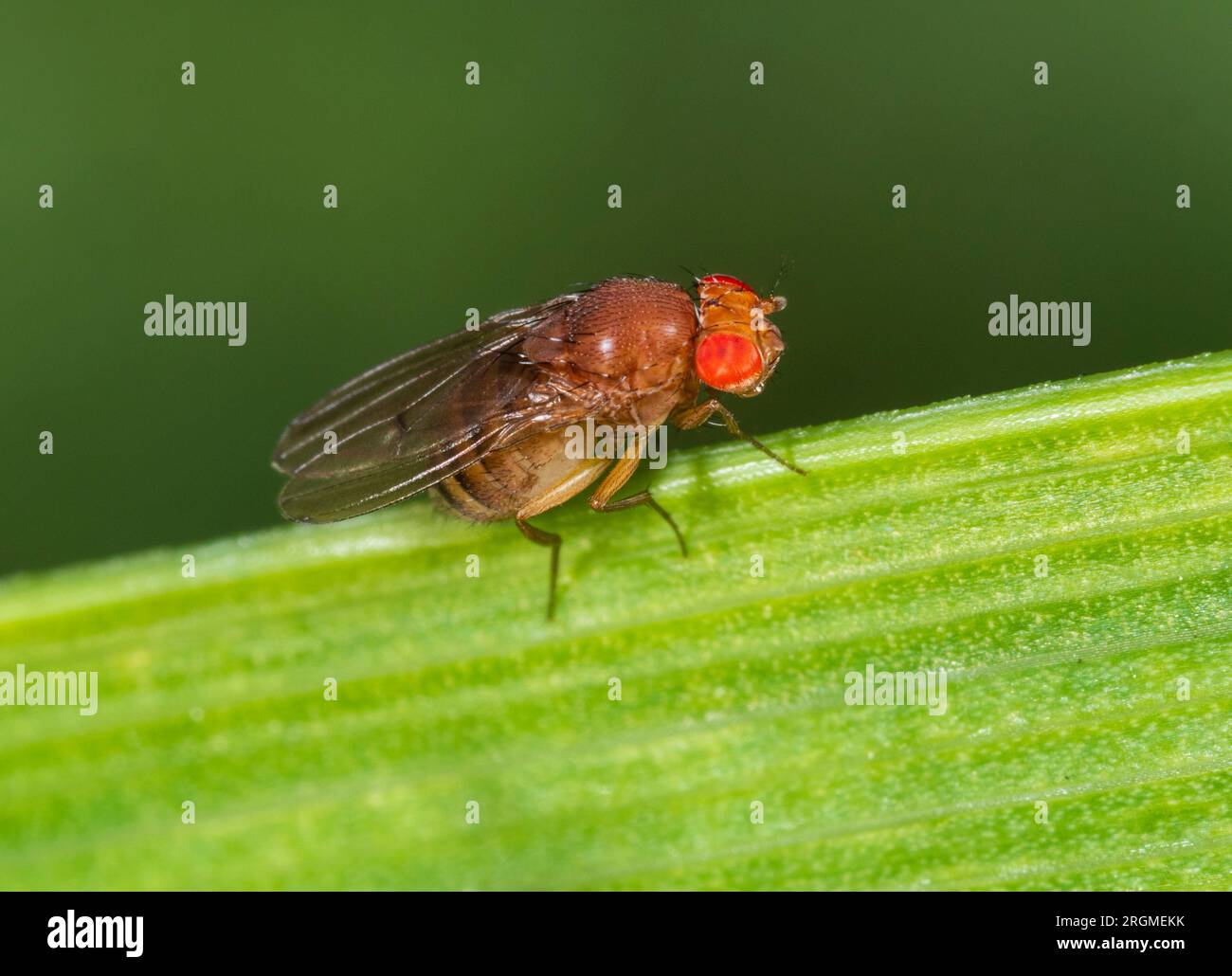 Mosca di aceto dagli occhi rossi diminutivo, Drosophila immigrans, in un giardino britannico Foto Stock