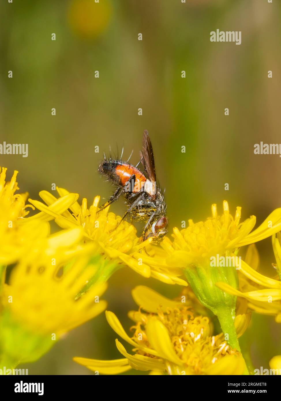 Parassita tachinide adulto mosca, Eriothrix rufomaculata che si nutre di ragwort, Senecio jacobea, nelle praterie del Regno Unito Foto Stock