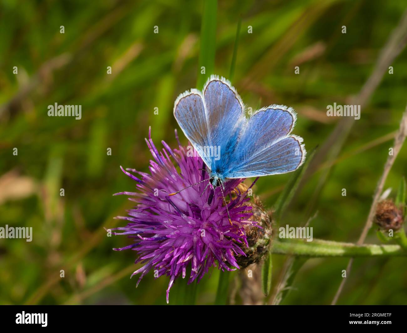Altalene di una farfalla blu comune del Regno Unito, Polyommatus icarus, su knapweed, Centaurea nigra Foto Stock