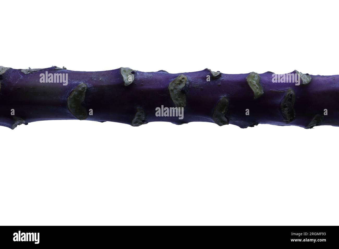 Vista laterale dello spesso stelo viola di una pianta di cavolo ornamentale. Bamboo. Copia spazio sopra e sotto. Foto Stock