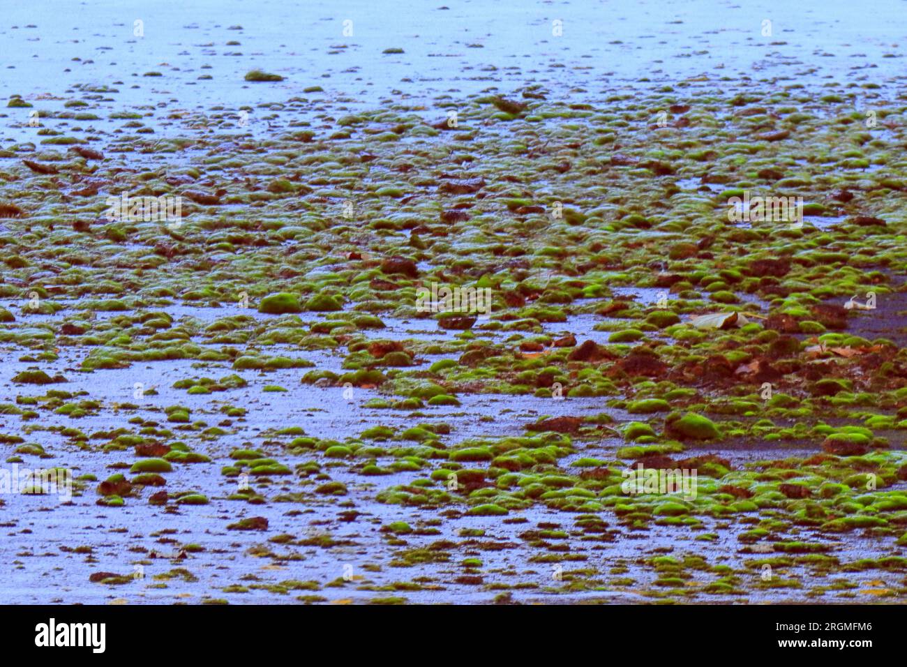 Scena invernale: Un tetto coperto di muschio verde e ghiaccio. Foto Stock