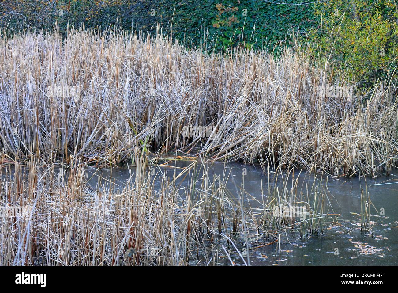 Scena invernale: Erba morta, morente, in decomposizione su un lago con uno sfondo di fogliame sempreverde. Foto Stock