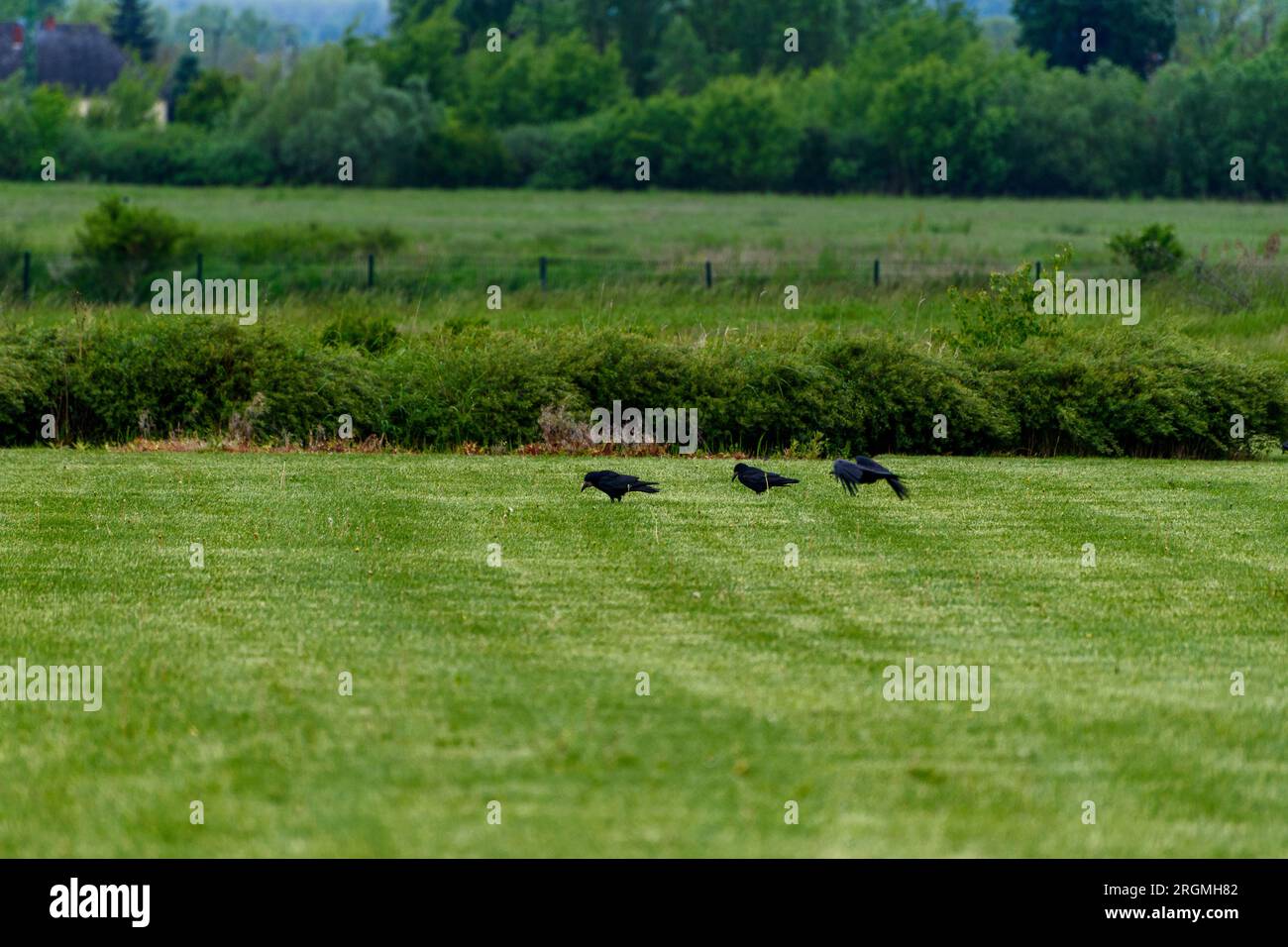 Corvi di carretto (Corvus corone) su erba verde dopo la pioggia. Foto Stock