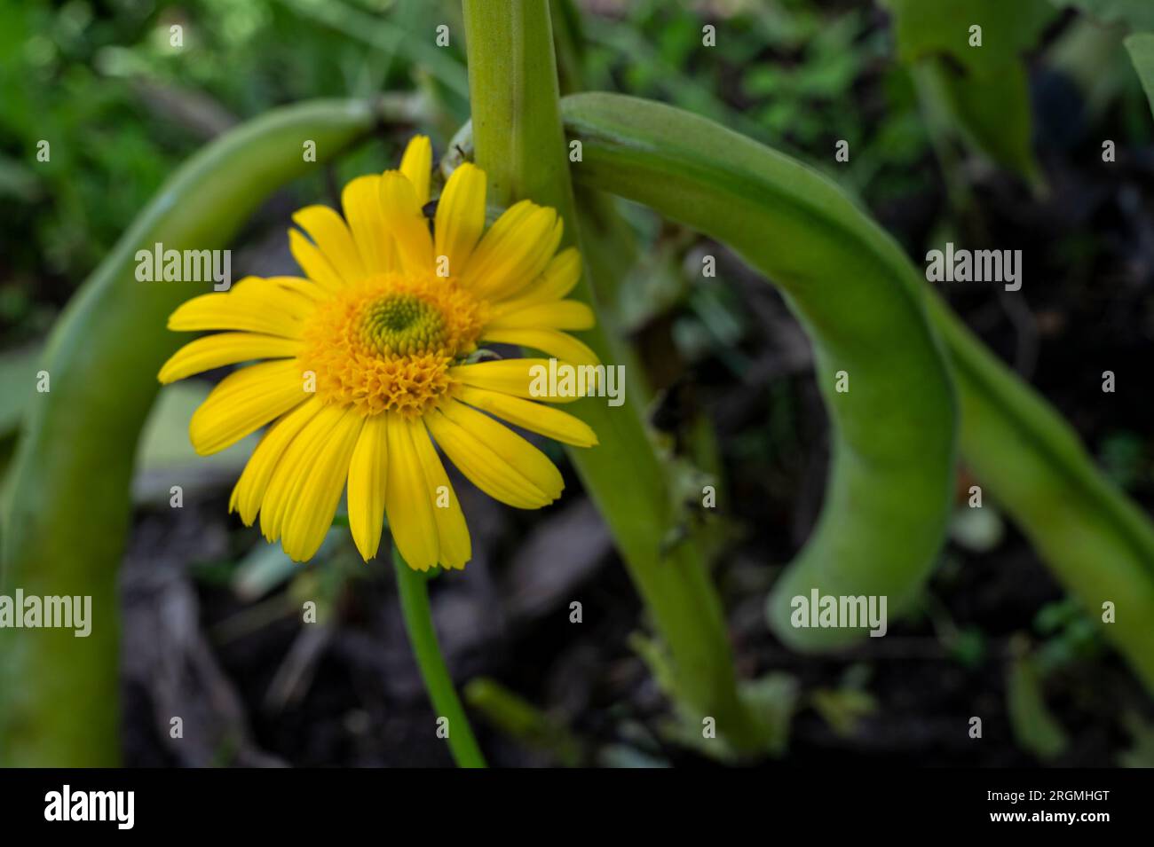 Calendula officianalis (calendula) coltivata come pianta complementare ai fagioli larghi (vica fava) per aiutare a scoraggiare le mosche nere. Foto Stock