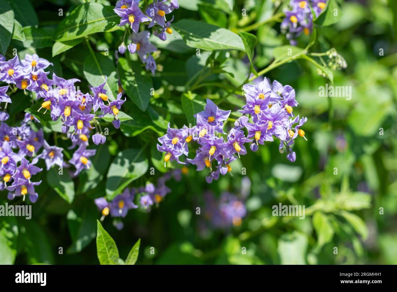 Primo piano dei fiori cileni in fiore (solanum crispum) Foto Stock