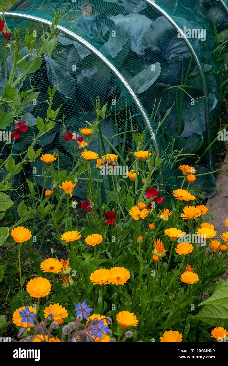 Tagetes (Tagetes Glandulifera), "marigolds francesi" coltivati come pianta complementare per il cavolo. I tagete aiutano a scoraggiare i parassiti nocivi. Foto Stock