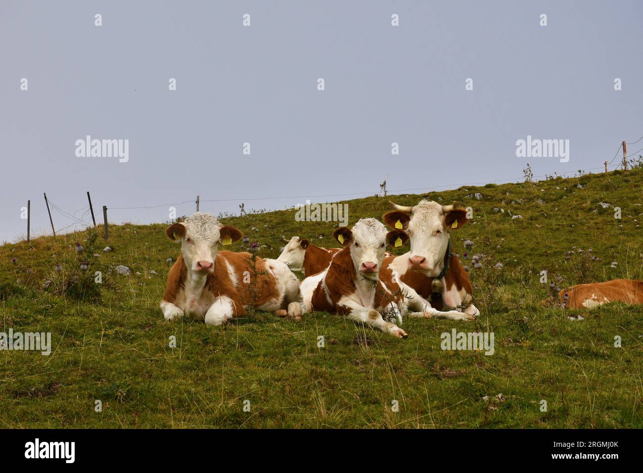Famiglia di mucche con due vitelli Foto Stock