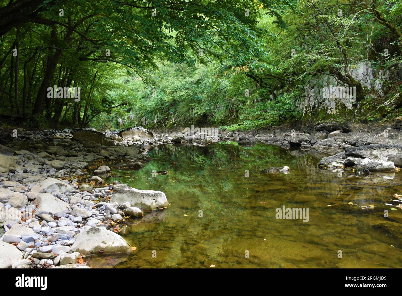 Fiume Reka a basso flusso d'acqua con un riflesso degli alberi in acqua nella regione carsica della Slovenia Foto Stock