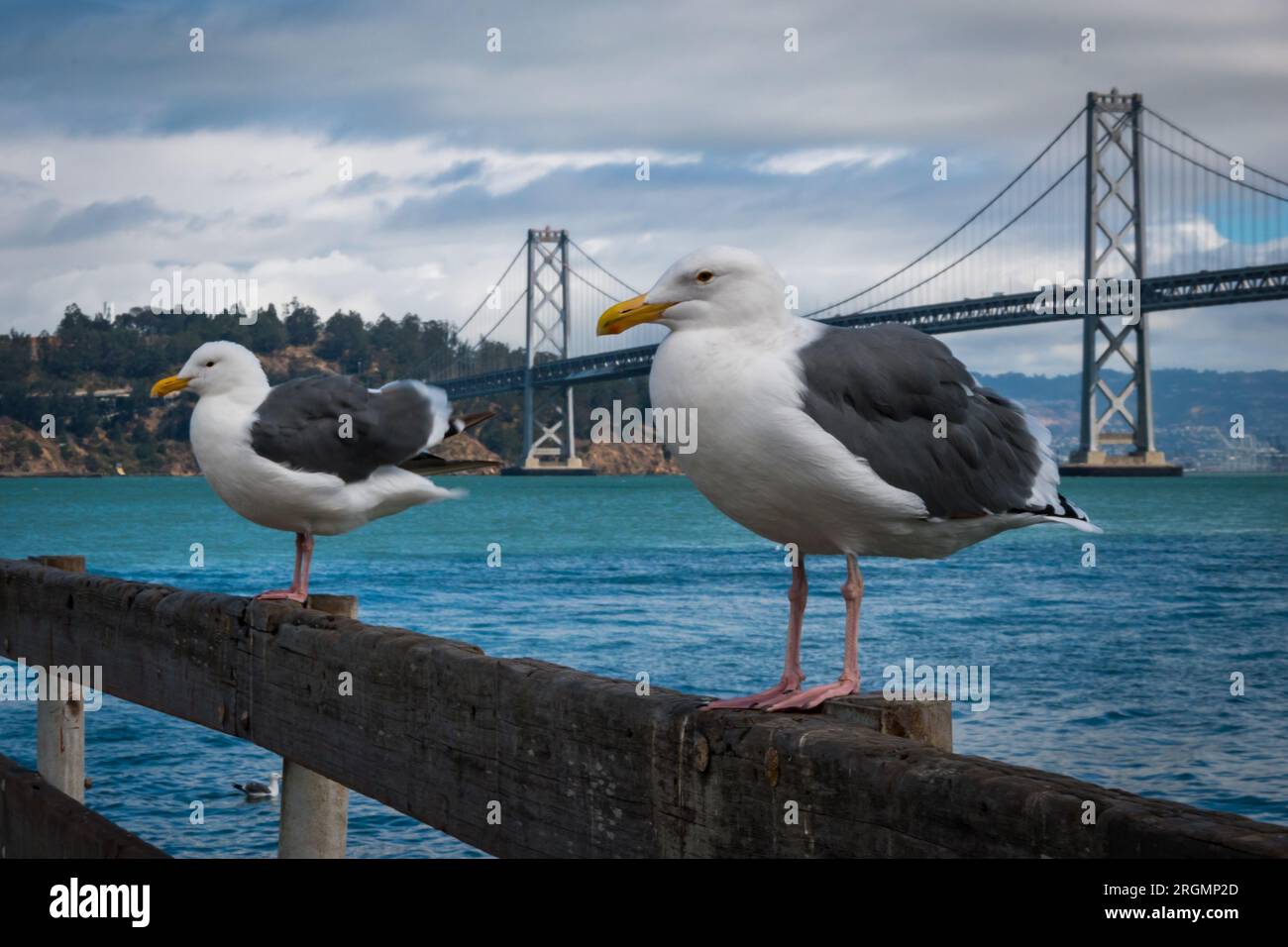 Due gabbiani seduti su una ferrovia di legno con Bay Bridge sullo sfondo a San Francisco, California Foto Stock