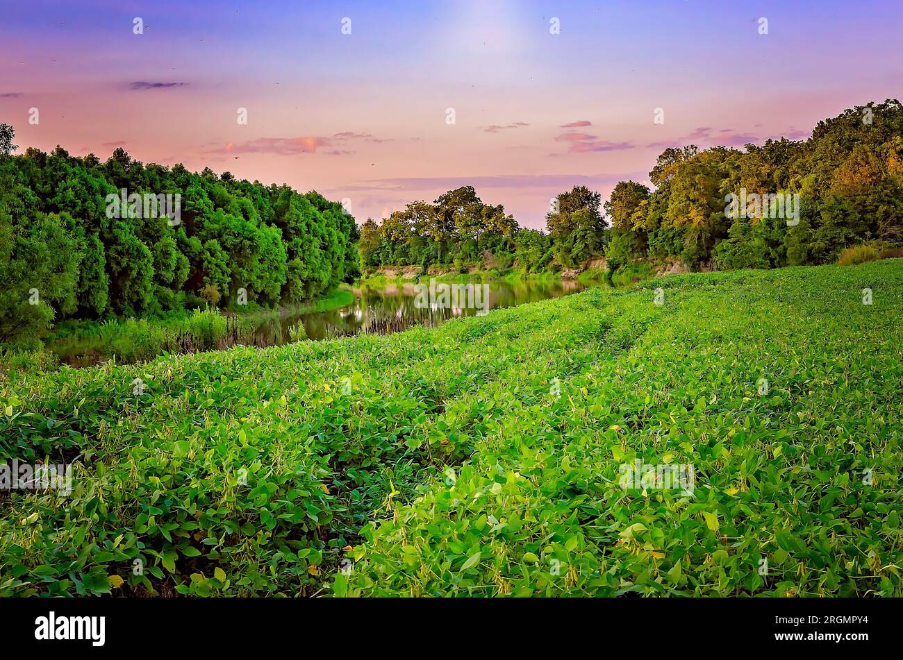 La soia (Glycine max) cresce in un campo lungo il fiume Little Tallahatchee, 19 agosto 2013, a Greenwood, Mississippi. Foto Stock