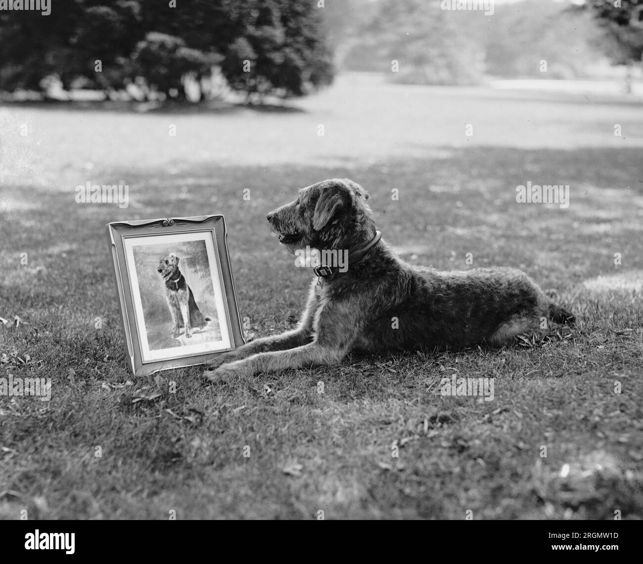Laddie Boy sdraiato in un campo a guardare una foto incorniciata di se stesso CA. 1922 Foto Stock