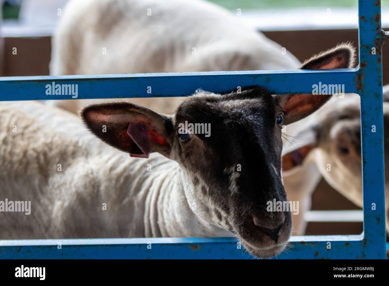 Vacca da latte con corda in penna alla fiera statale del New Jersey nella contea di Sussex Foto Stock