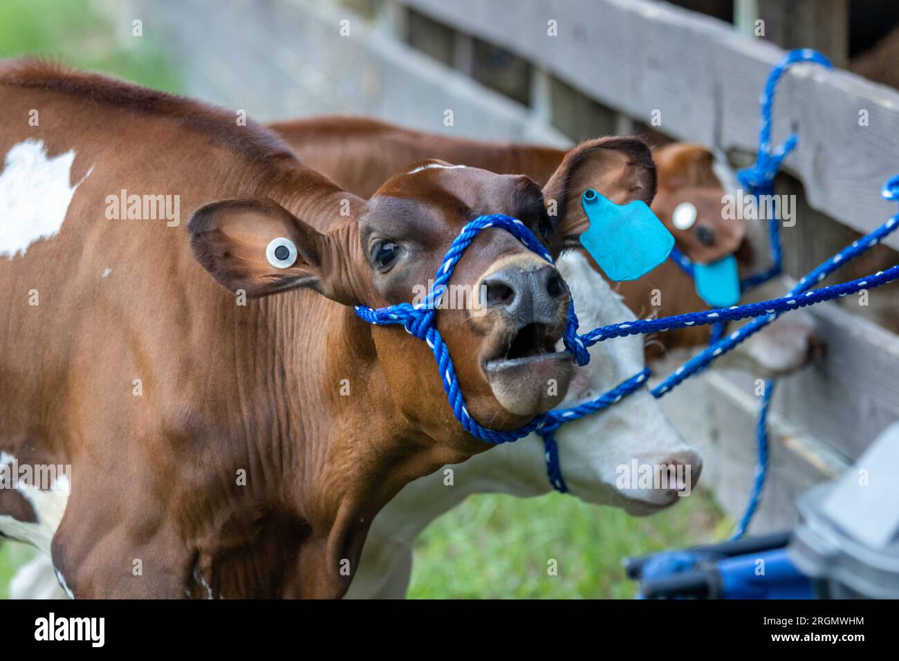 Vacca da latte con corda in penna alla fiera statale del New Jersey nella contea di Sussex Foto Stock
