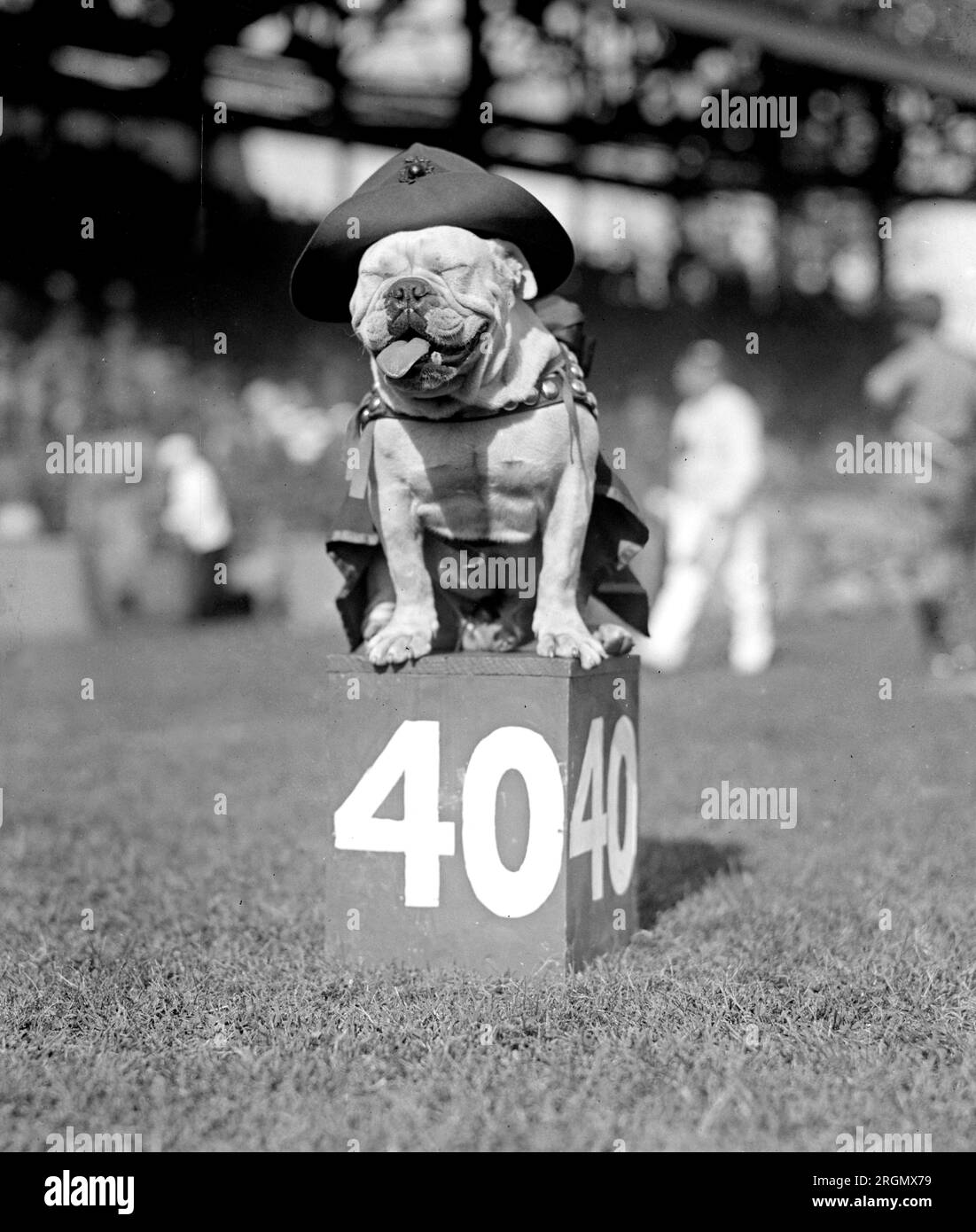 Mascotte della squadra di football marino sul marcatore da 40 yard circa 1923 Foto Stock
