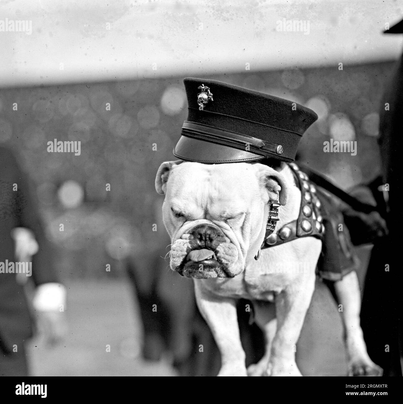 La mascotte della squadra di football marino CA. 1923 Foto Stock