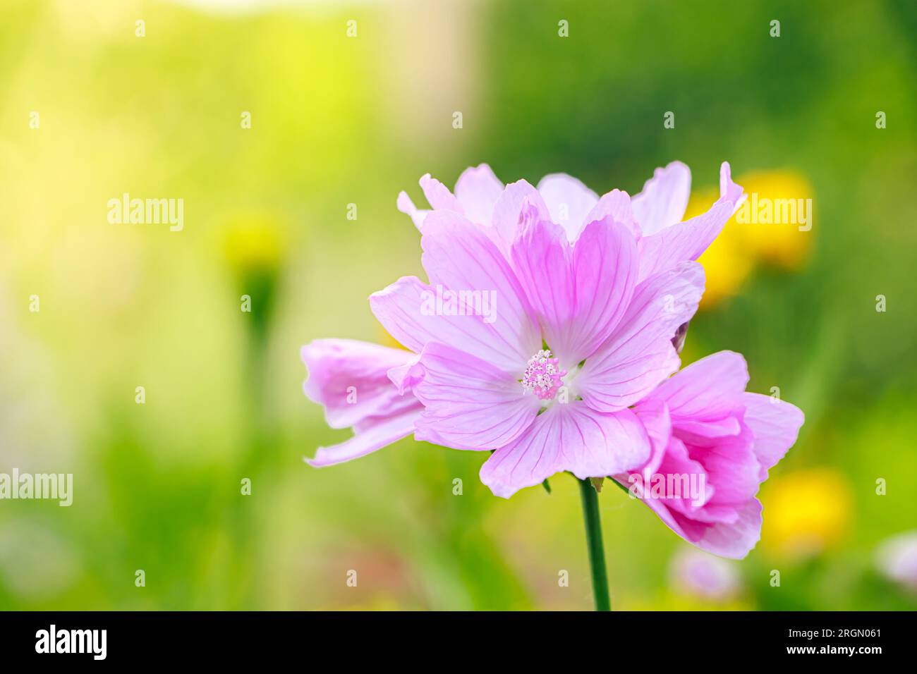 Bella rosa comune mallow fiore. Coltivare piante ornamentali in giardino di casa. Sfondo naturale estivo. Foto Stock