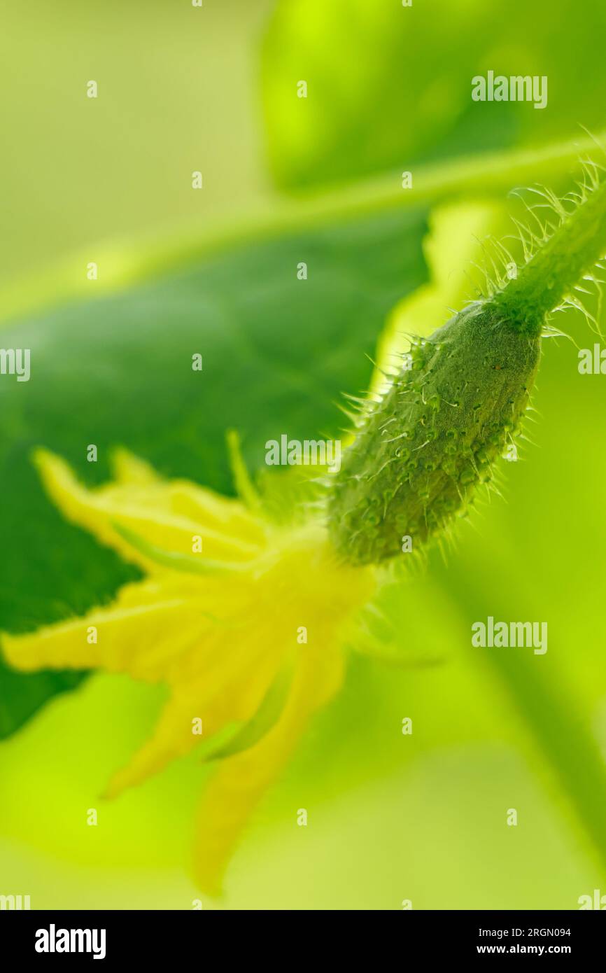 Giovane cetriolo verde in serra. Coltivare verdure. Agricoltura e agricoltura. Stile di vita ecologico, vegetarianismo. Foto Stock