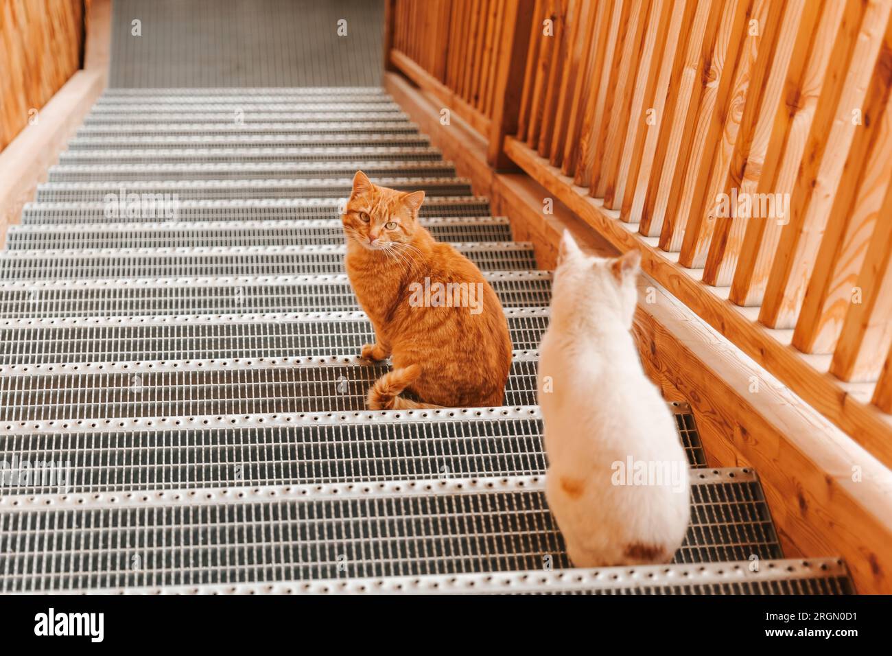 Gatti. Gatto rosso e bianco seduto su una scala di metallo.gatto con occhi verdi.Emotions Cat.attività ricreative per animali domestici Foto Stock