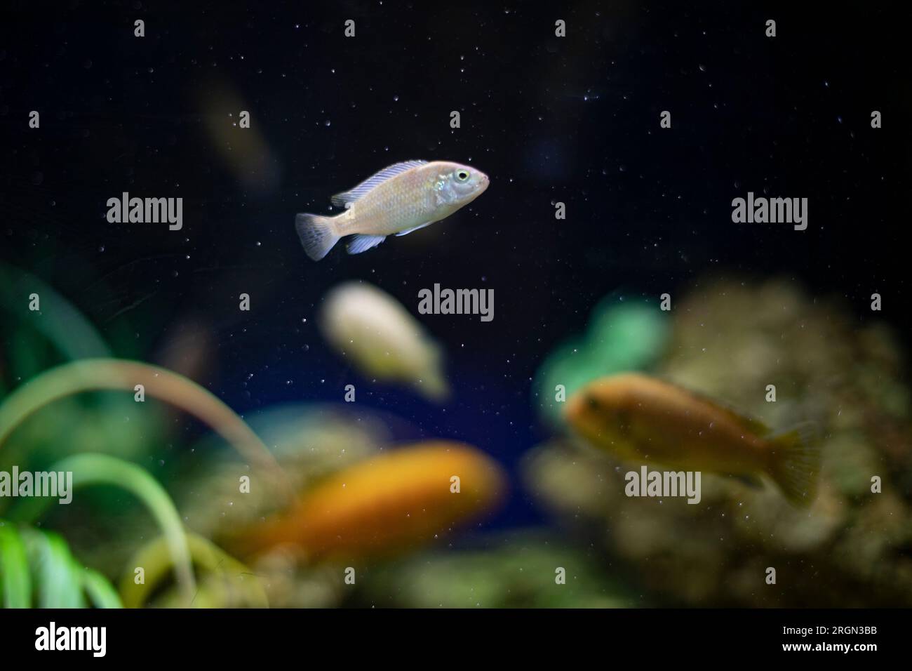 Pesce in acqua. La vita in acquario. Pesca in profondità tra le piante. Animali domestici di specie diverse. Foto Stock