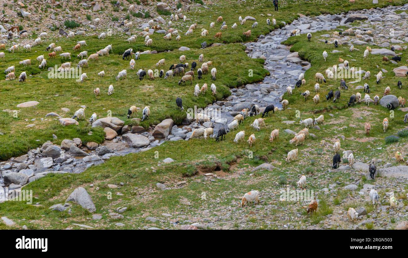 Ho sentito parlare delle pecore Pashmina che pascolano lungo un torrente nelle alte praterie di Ladakh Foto Stock