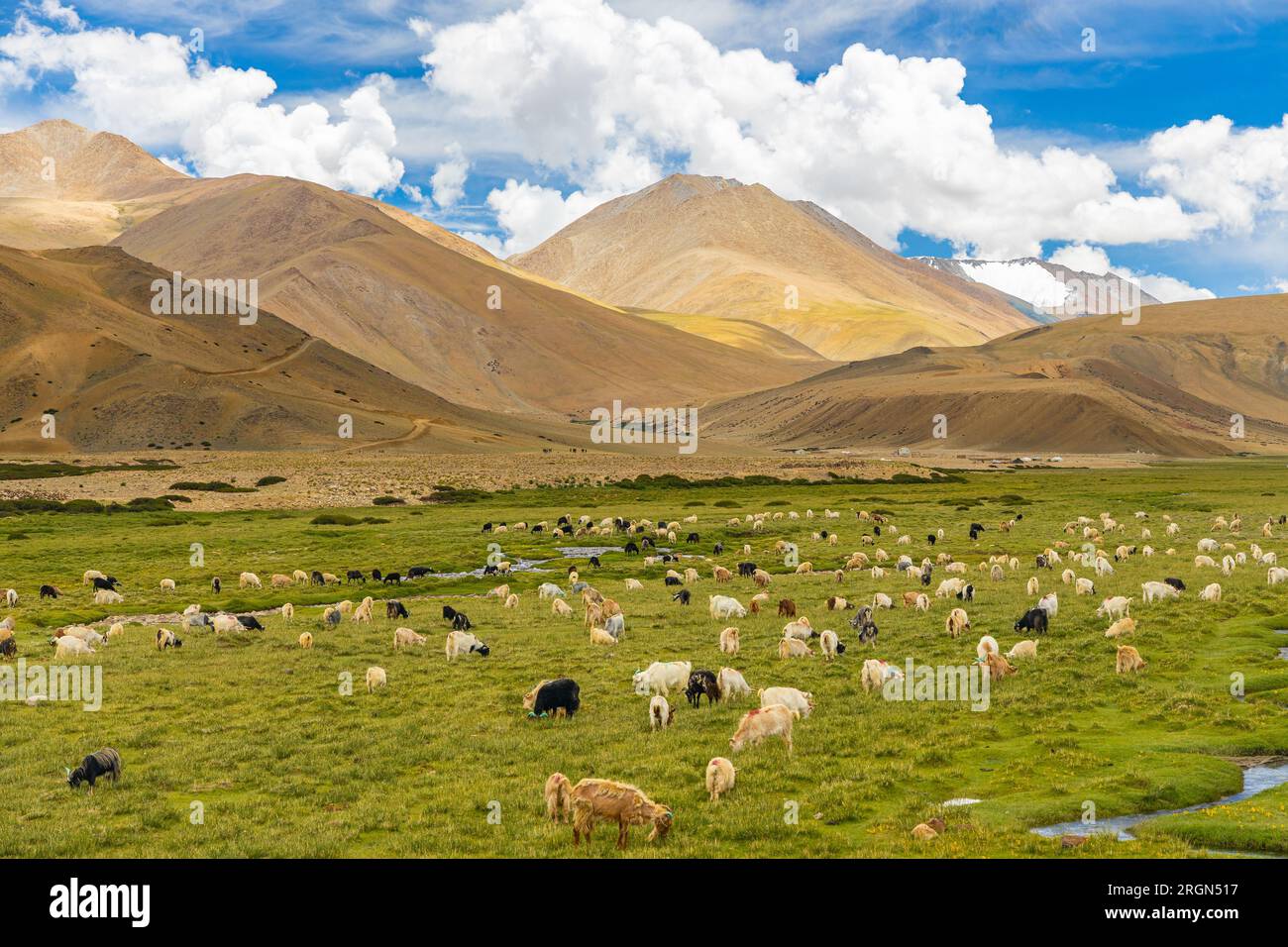 Un gran numero di pecore che pascolano nelle alte praterie di ladakh Foto Stock