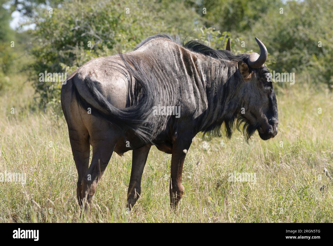 Pascolo comune o Blue Wildebeest nel Kruger National Park, in Sud Africa Foto Stock