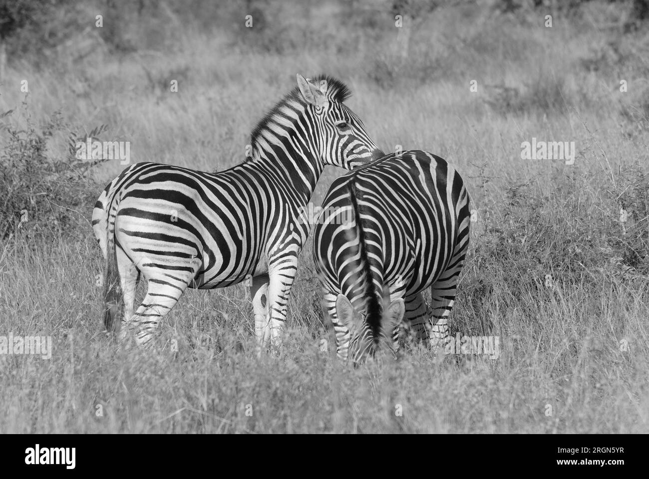 Burchells zebra nel Kruger National Park, Sudafrica Foto Stock