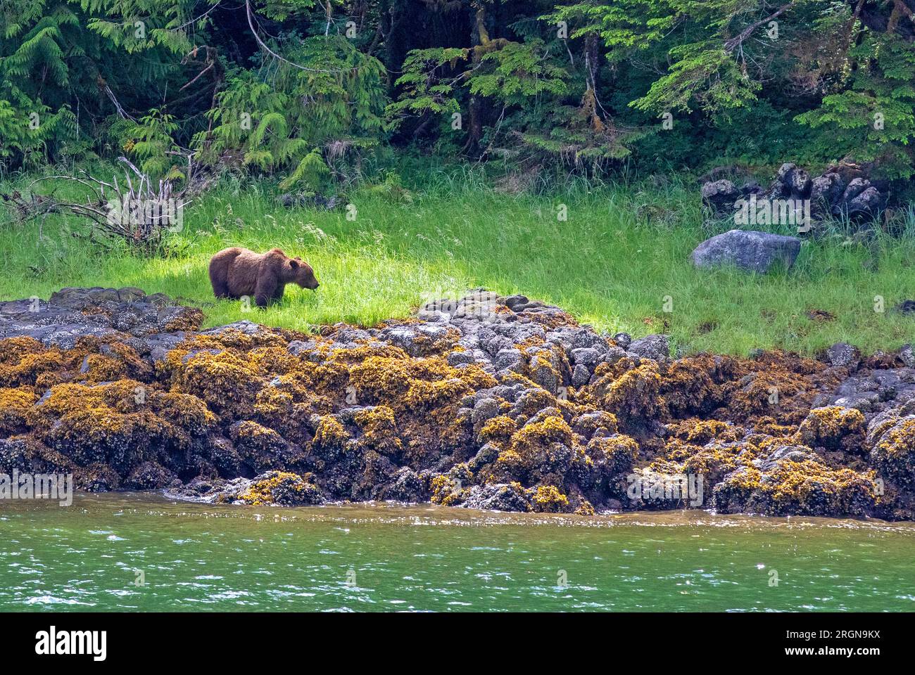 Orso Grizzly nel Misty Fjords National Monument Foto Stock