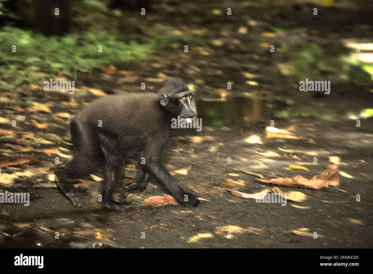 Un macaco crestato (Macaca nigra) si muove sul pavimento della foresta nella foresta di Tangkoko, Sulawesi settentrionale, Indonesia. Il cambiamento climatico e le malattie sono minacce emergenti per i primati, e circa un quarto delle gamme dei primati hanno temperature superiori a quelle storiche, un team di scienziati guidato da Miriam Plaza Pinto ha scritto su Nature. Un recente rapporto di un altro team di scienziati guidato da Marine Joly ha rivelato che la temperatura è effettivamente in aumento nella foresta di Tangkoko e l'abbondanza complessiva di frutta è diminuita: "Tra il 2012 e il 2020, le temperature sono aumentate fino a 0,2 gradi Celsius all'anno nella foresta". Foto Stock