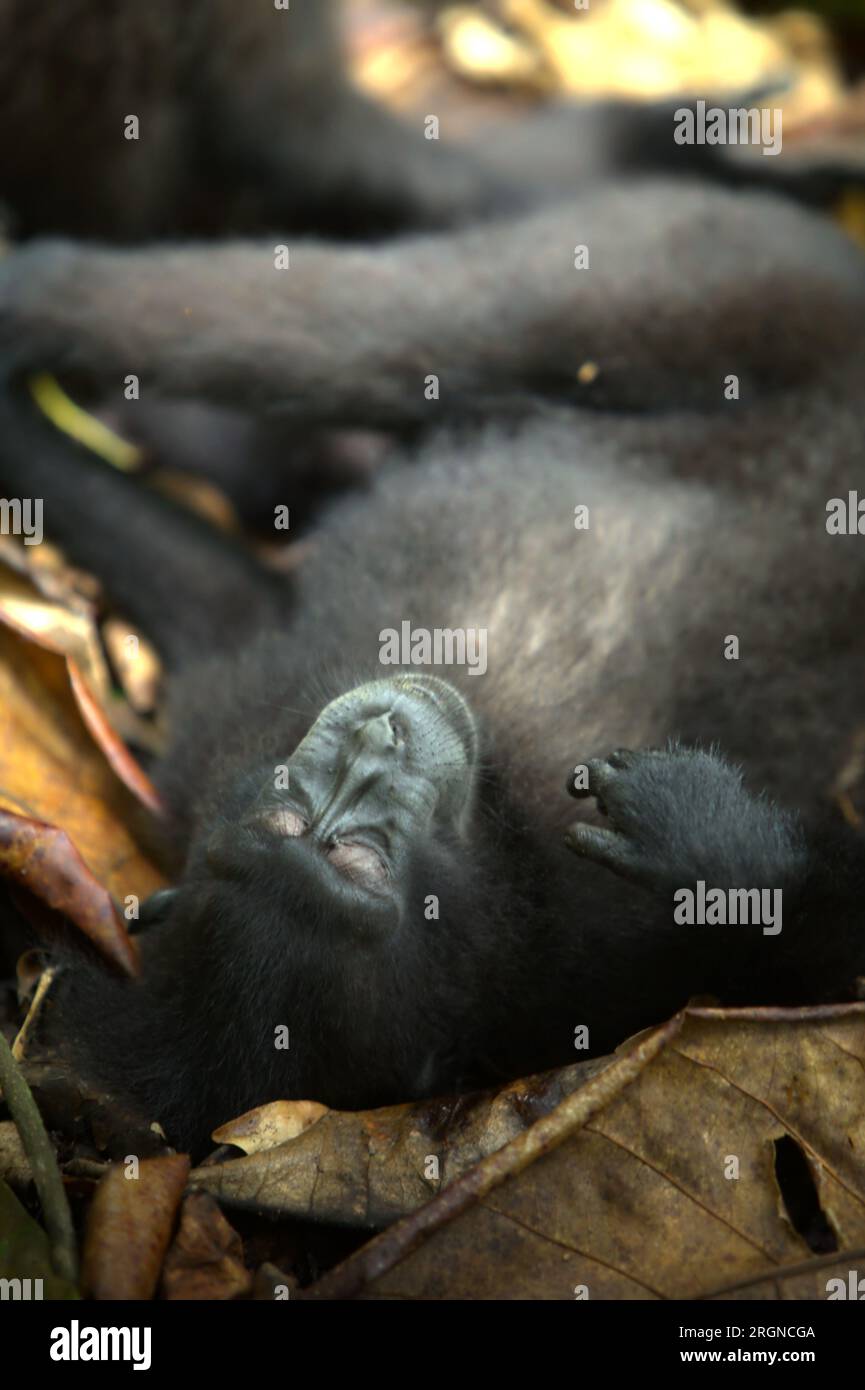 Un macaco crestato (Macaca nigra) giace sul pavimento della foresta mentre si ferma dal foraggio nella foresta di Tangkoko, Sulawesi settentrionale, Indonesia. Il cambiamento climatico e le malattie sono minacce emergenti per i primati, e circa un quarto delle gamme dei primati hanno temperature superiori a quelle storiche, un team di scienziati guidato da Miriam Plaza Pinto ha scritto su Nature. Un recente rapporto di un altro team di scienziati guidato da Marine Joly ha rivelato che la temperatura sta effettivamente aumentando nella foresta di Tangkoko e che l'abbondanza complessiva di frutta è diminuita. Foto Stock