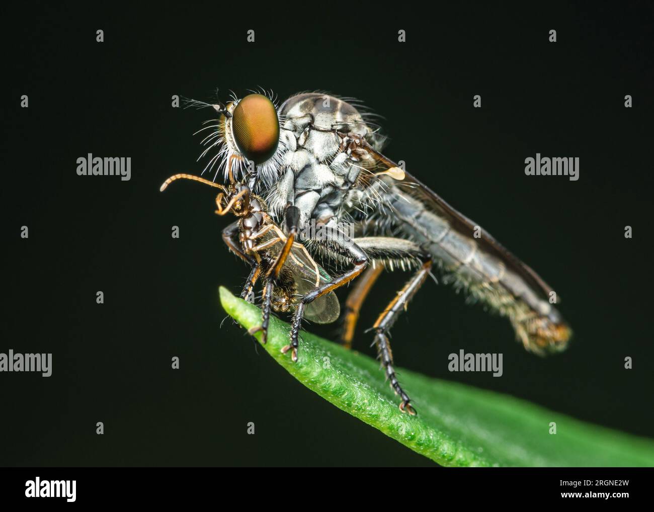 Rapinatore vola (Asilidae) con la sua preda su foglie verdi, Macro shot e sfondo naturale, messa a fuoco selettiva. Foto Stock