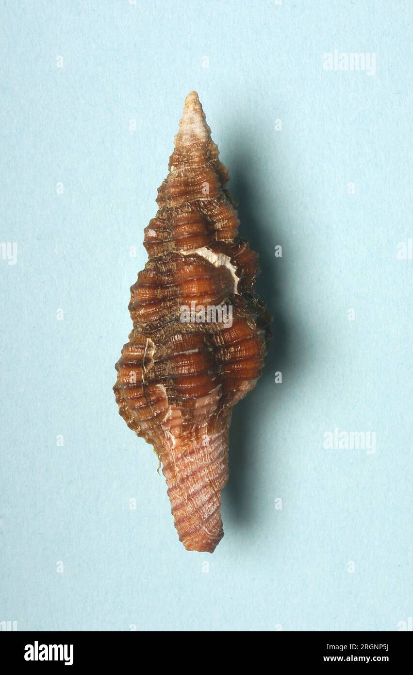 Polygona infundibulum, Fascicolariidae Foto Stock