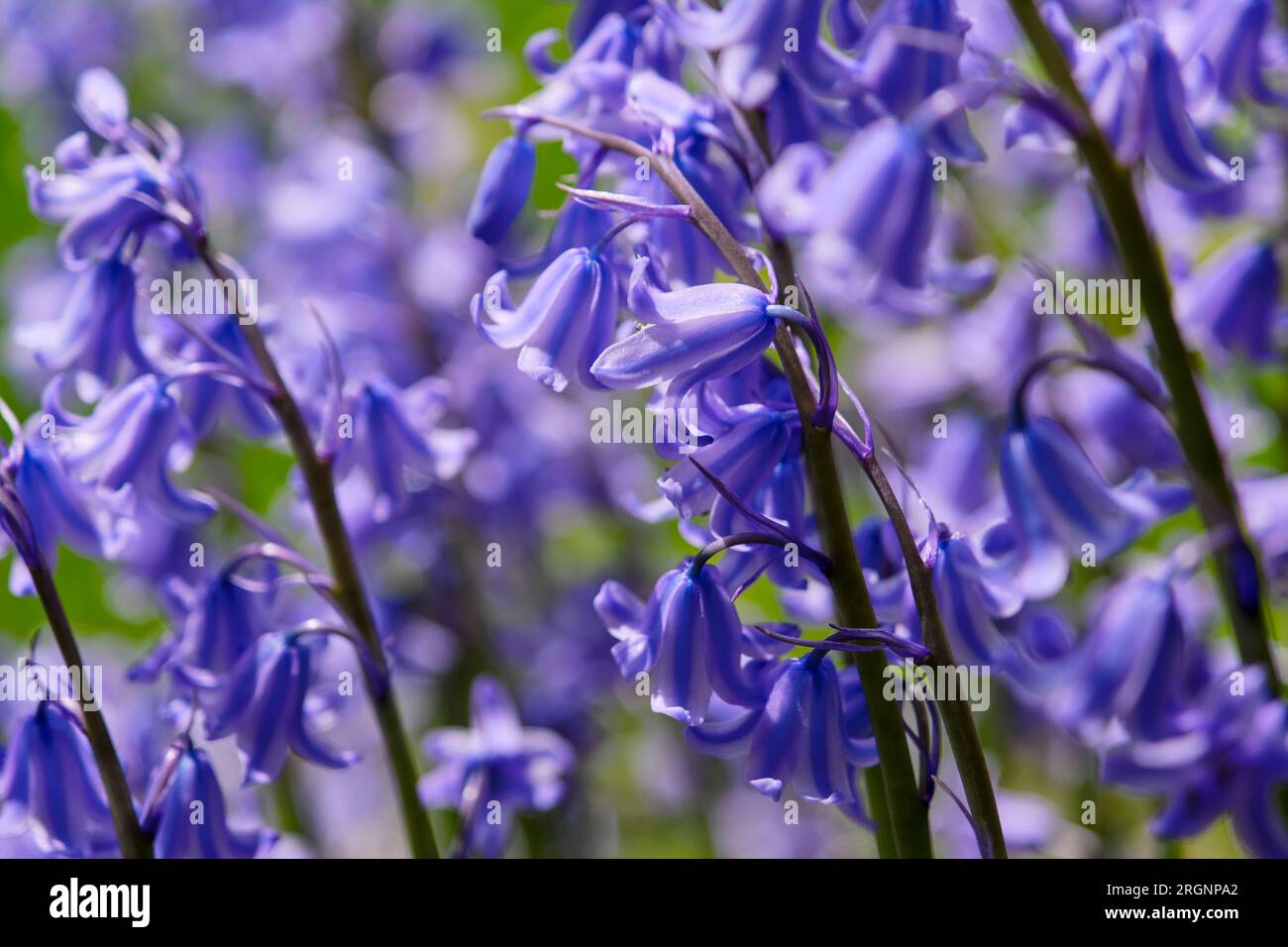 Primo piano di un gruppo di campane blu in fiore viola o Hyacinthoides non scripta in primavera. Sfondo Bluebell. Foto Stock