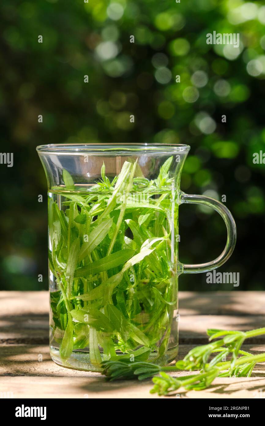 Tisane fresche. La taglierina verde lascia in un bicchiere in un giardino su un tavolo di legno con foglie fresche in primo piano. Conosciuto anche come Galium aparine Foto Stock