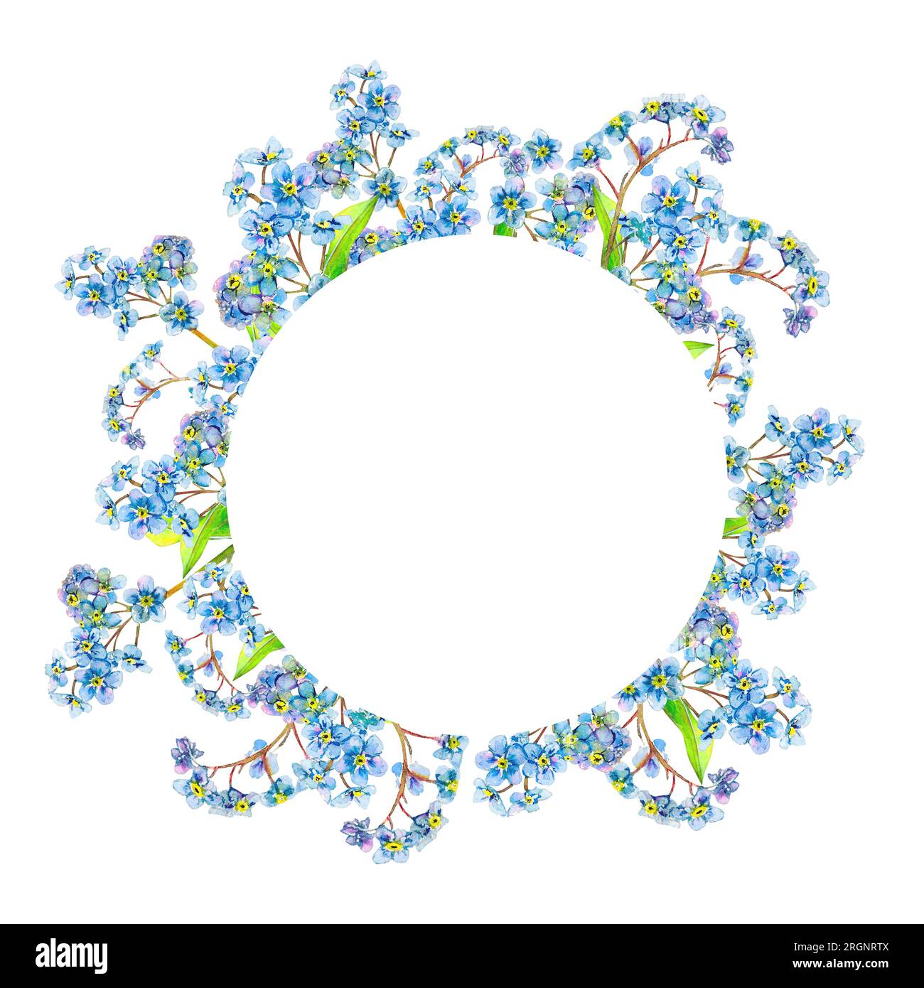 Cornice in fiori scordati con centro bianco rotondo disegnato a mano su sfondo bianco. Tenera illustrazione ad acquerello di teste di fiori isolate. Meadow Foto Stock