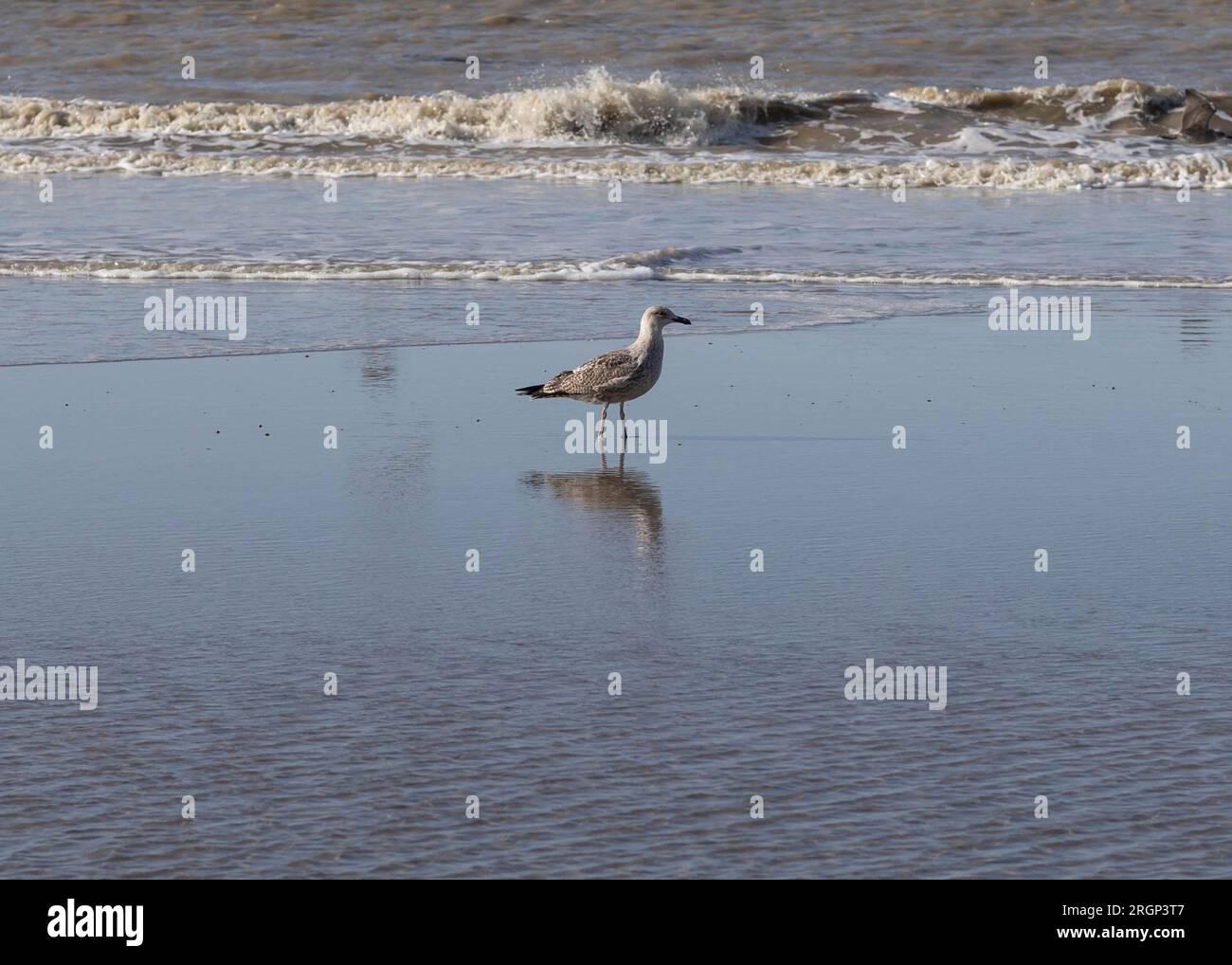 Gabbiano solitario che si getta sulla costa Foto Stock