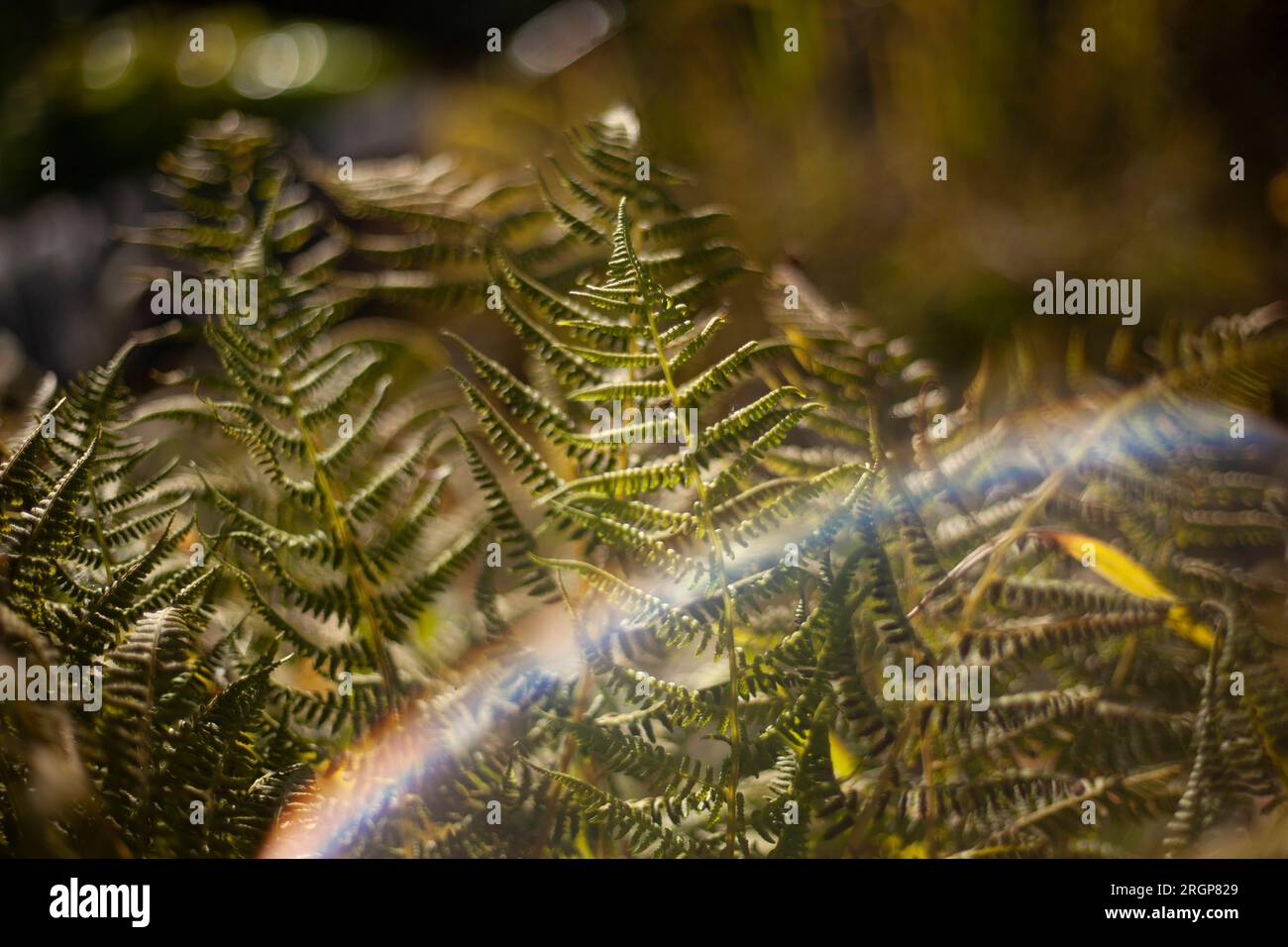 Fern alla luce del sole. Dettagli della natura. Foglie e steli. Foto Stock