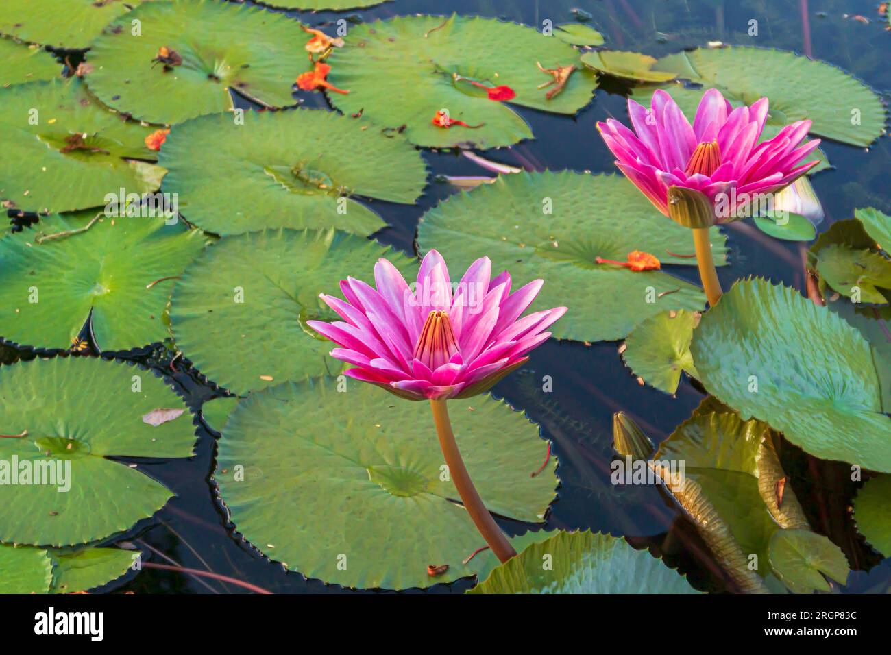 giglio d'acqua rosa, giglio d'acqua di venere o giglio pigmeo Foto Stock