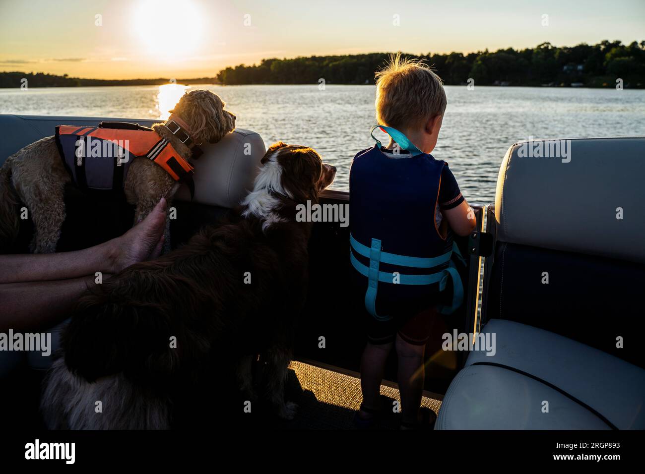 Bambino che guarda l'acqua in barca con i cani in giubbotto salvagente Foto Stock