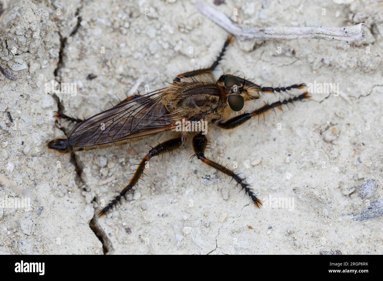 Raubfliege, Männchen, Machimus spec., Robberfly, maschio. Albanese, Albania Foto Stock