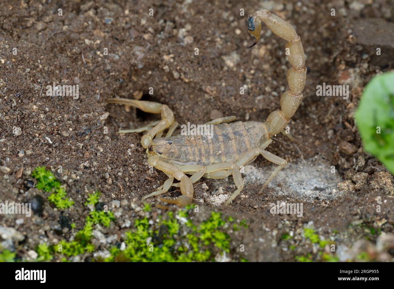 Aristoteles Skorpion, Aristotelesskorpion, Rindenskorpion, Rinden-Skorpion, Gelber Skorpion, Skorpion, Mesobuthus gibbosus, Aegaeobuthus gibbosus, Med Foto Stock