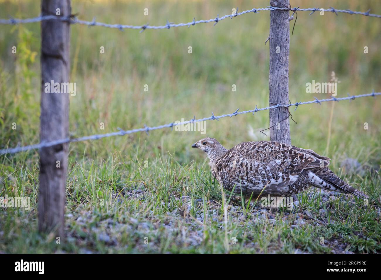 Uno ptarmigan selvaggio nella catena montuosa San Juan del Colorado meridionale. Foto Stock