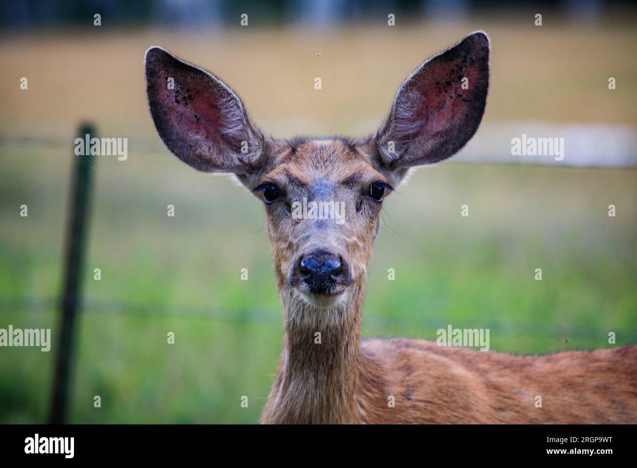 Un cervo guarda un fotografo nella catena montuosa di San Juan in Colorado. Foto Stock