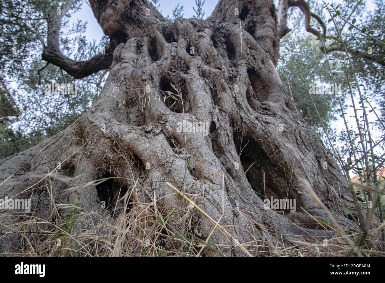 Vecchio olivo nel villaggio di Loutra, Kassandra, Grecia Foto Stock