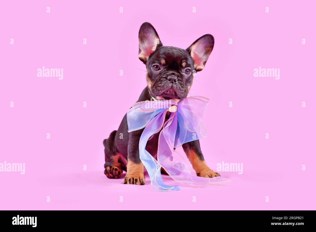 Grazioso cucciolo di cane Bulldog francese color marrone chiaro con nastro rosa Foto Stock
