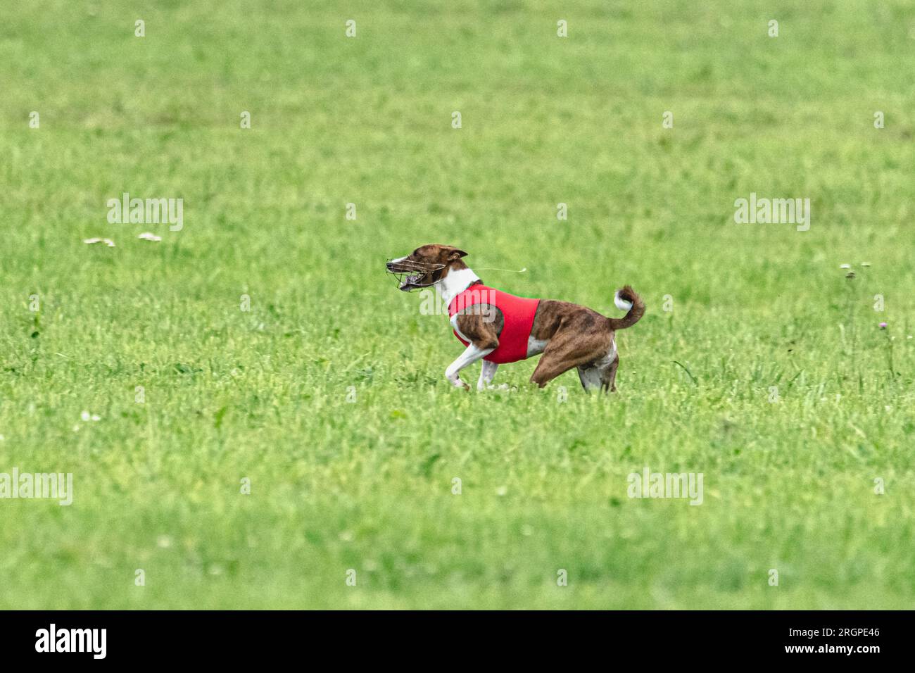 Cane che corre veloce sul campo verde durante la gara di corteggiamento Foto Stock