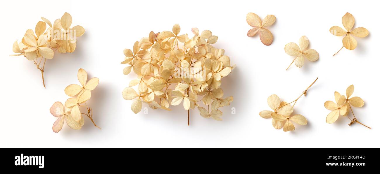 delicati fiori di ortensia asciutti isolati su uno sfondo bianco, elementi di design femminili in autunno naturale, giardini, boho o scene di matrimonio Foto Stock