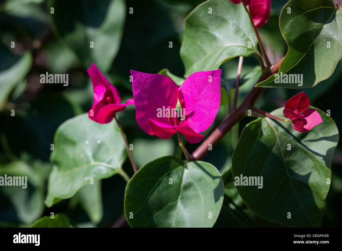 Fiori freschi di Bougainvillea rosa o fiori di carta Foto Stock