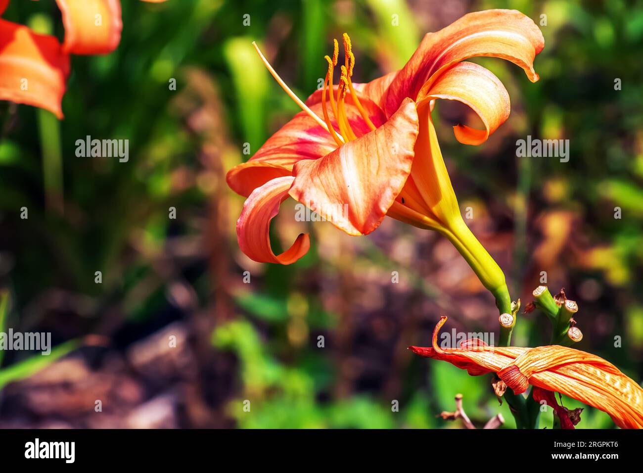 Hemerocallis fulva o il giglio arancione. Giglio di mais fiorito nel giardino. Primo piano. Dettagli. Foto Stock