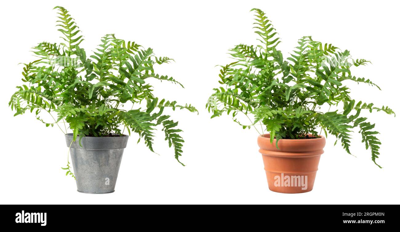 pianta di felce verde fresca (polipodio vulgare) in zinco e un classico vaso di terracotta isolata, ritagliata per giardino/giardinaggio o elemento di interior design Foto Stock